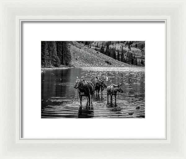 Moose Family Black And White - Framed Print