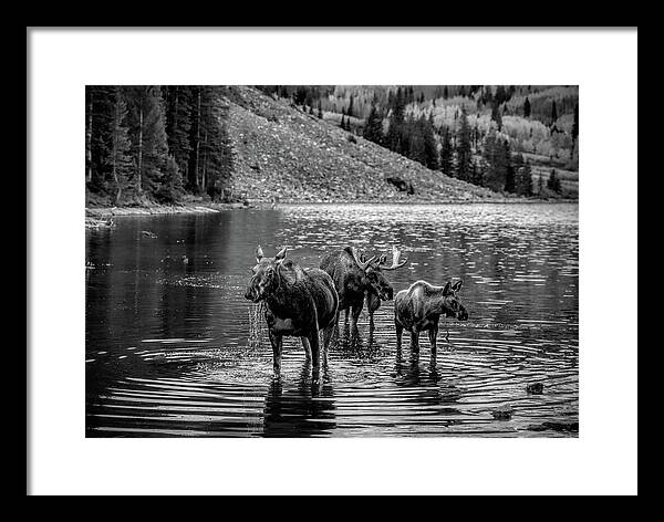 Moose Family Black And White - Framed Print