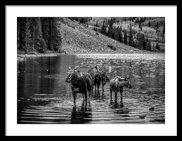 Moose Family Black And White - Framed Print