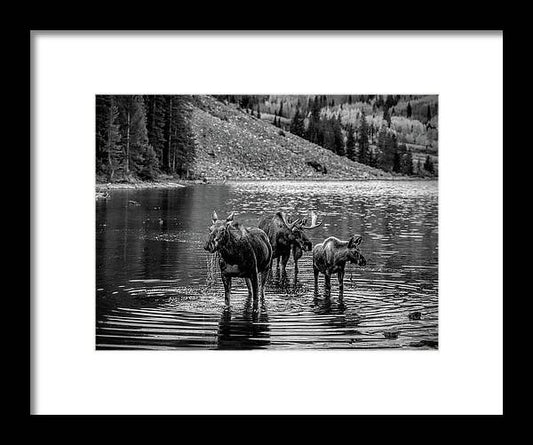 Moose Family Black And White - Framed Print