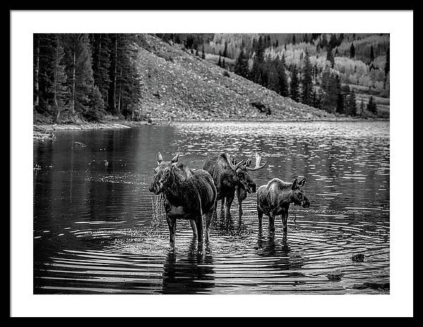 Moose Family Black And White - Framed Print