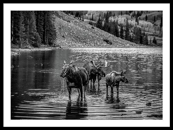 Moose Family Black And White - Framed Print