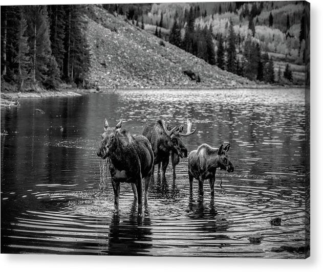 Moose Family Black And White - Acrylic Print