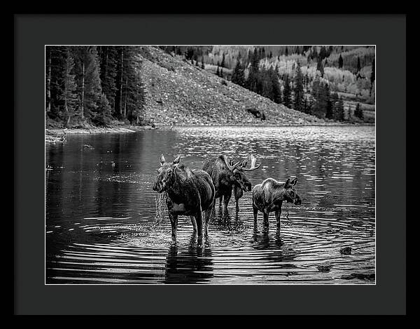 Moose Family Black And White - Framed Print