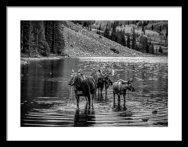 Moose Family Black And White - Framed Print