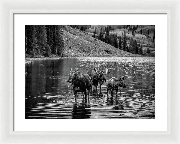 Moose Family Black And White - Framed Print