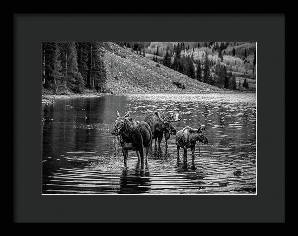 Moose Family Black And White - Framed Print