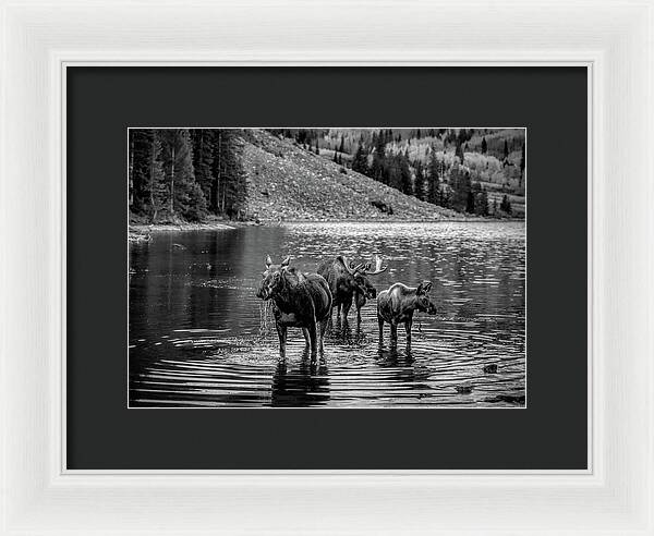 Moose Family Black And White - Framed Print