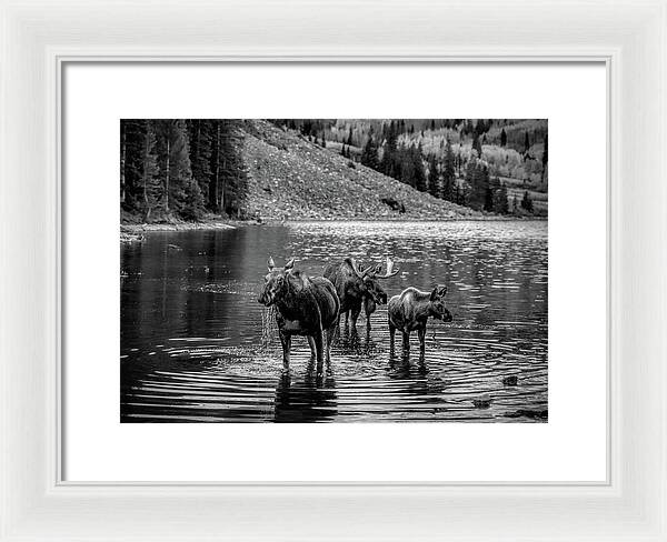 Moose Family Black And White - Framed Print