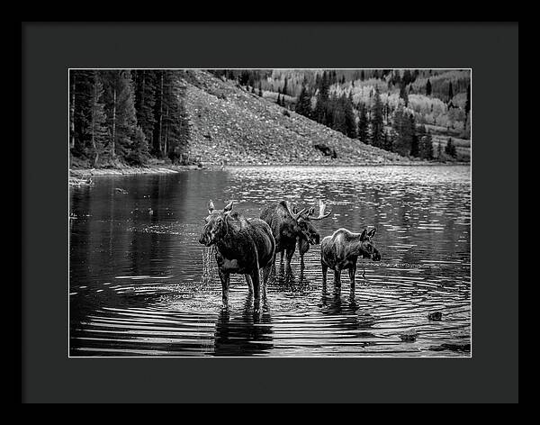 Moose Family Black And White - Framed Print