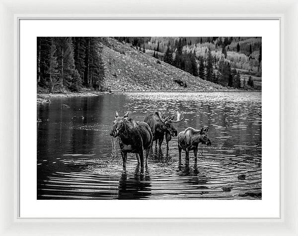 Moose Family Black And White - Framed Print