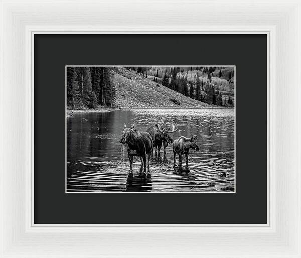 Moose Family Black And White - Framed Print