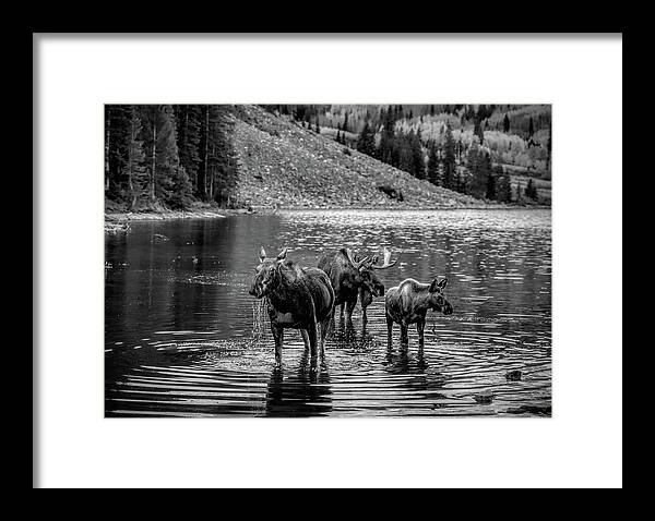 Moose Family Black And White - Framed Print