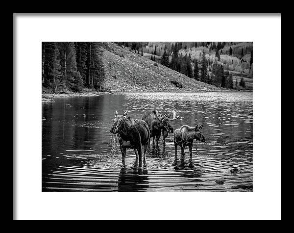 Moose Family Black And White - Framed Print