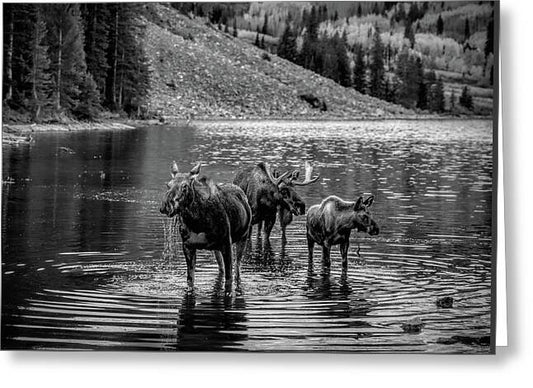 Moose Family Black And White - Greeting Card