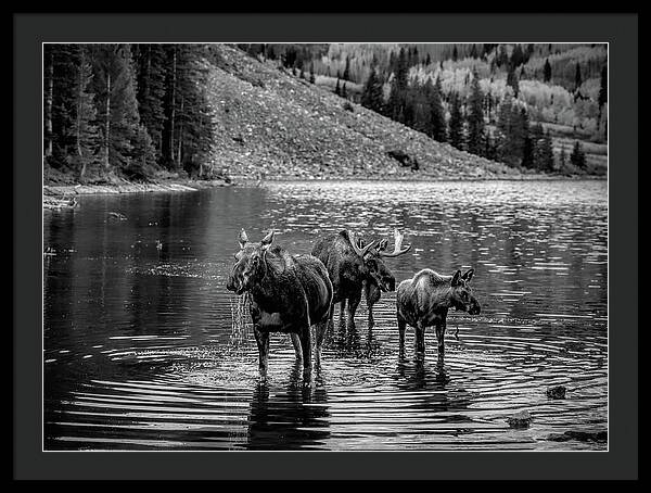 Moose Family Black And White - Framed Print