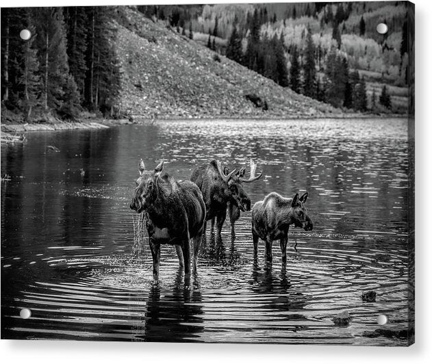 Moose Family Black And White - Acrylic Print