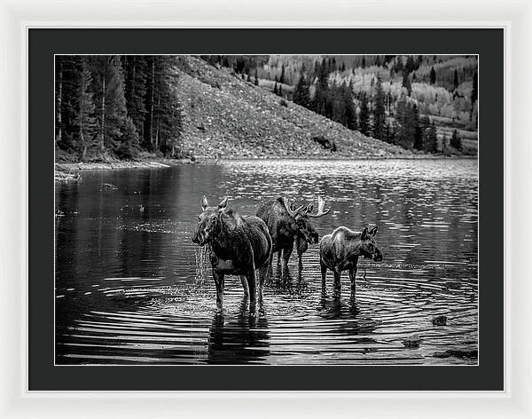 Moose Family Black And White - Framed Print