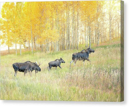 Moose Family In Autumn Aspen - Canvas Print