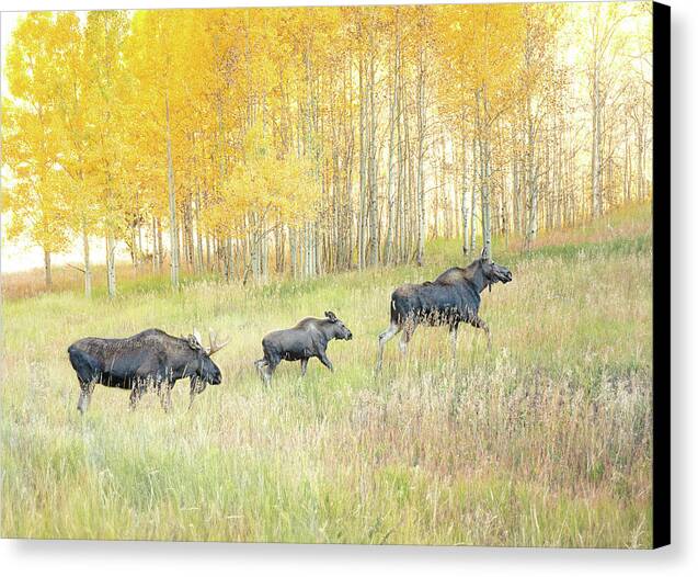 Moose Family In Autumn Aspen - Canvas Print