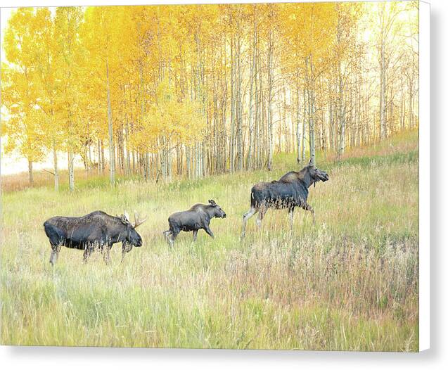 Moose Family In Autumn Aspen - Canvas Print