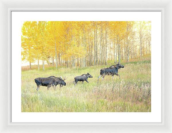 Moose Family In Autumn Aspen - Framed Print