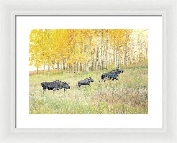 Moose Family In Autumn Aspen - Framed Print