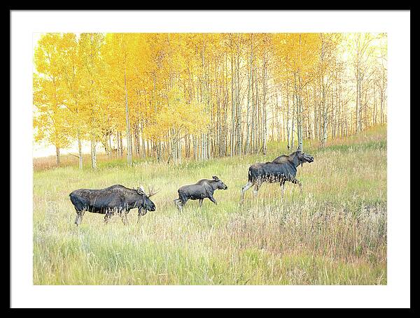 Moose Family In Autumn Aspen - Framed Print