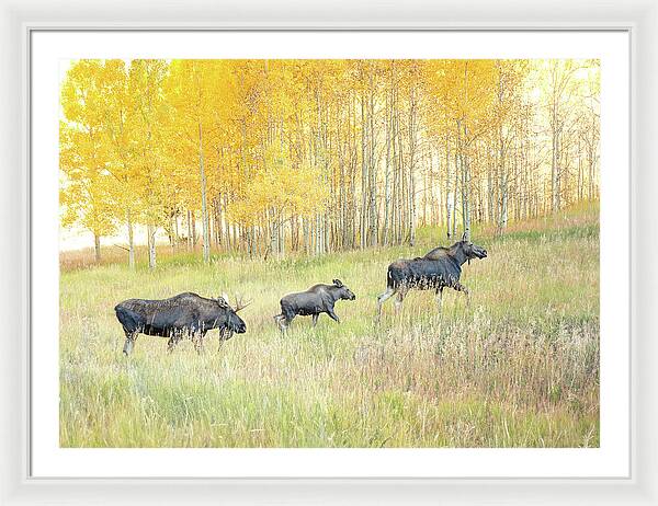 Moose Family In Autumn Aspen - Framed Print