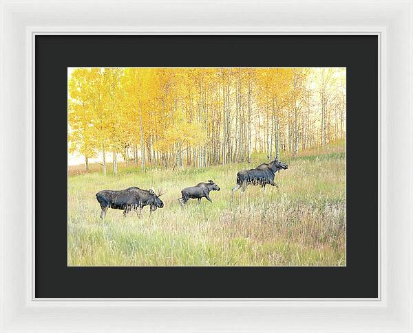 Moose Family In Autumn Aspen - Framed Print