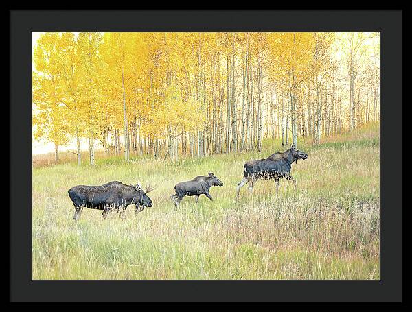 Moose Family In Autumn Aspen - Framed Print