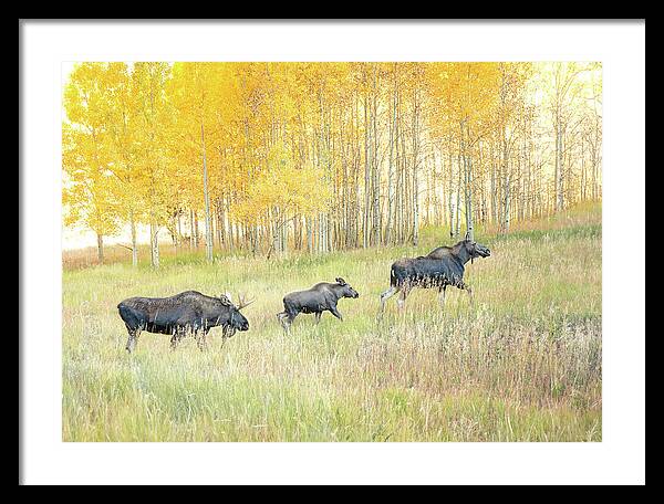 Moose Family In Autumn Aspen - Framed Print