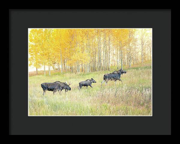 Moose Family In Autumn Aspen - Framed Print