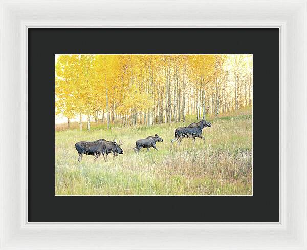 Moose Family In Autumn Aspen - Framed Print