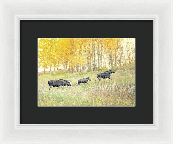 Moose Family In Autumn Aspen - Framed Print