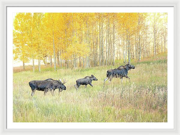 Moose Family In Autumn Aspen - Framed Print