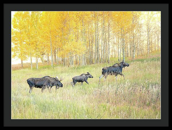 Moose Family In Autumn Aspen - Framed Print