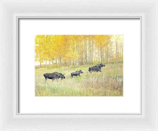 Moose Family In Autumn Aspen - Framed Print