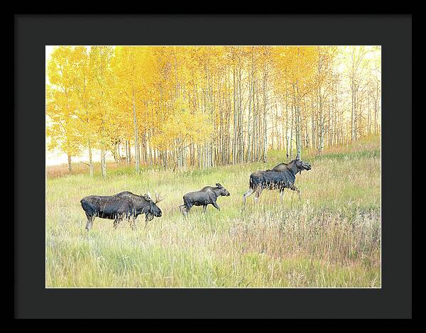 Moose Family In Autumn Aspen - Framed Print