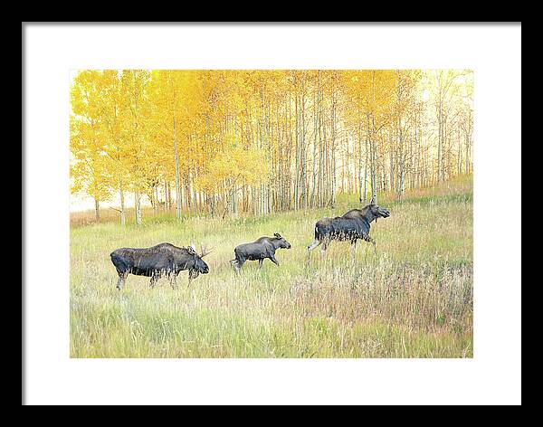 Moose Family In Autumn Aspen - Framed Print