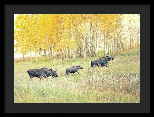 Moose Family In Autumn Aspen - Framed Print