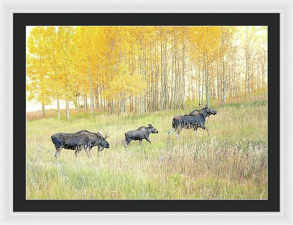 Moose Family In Autumn Aspen - Framed Print