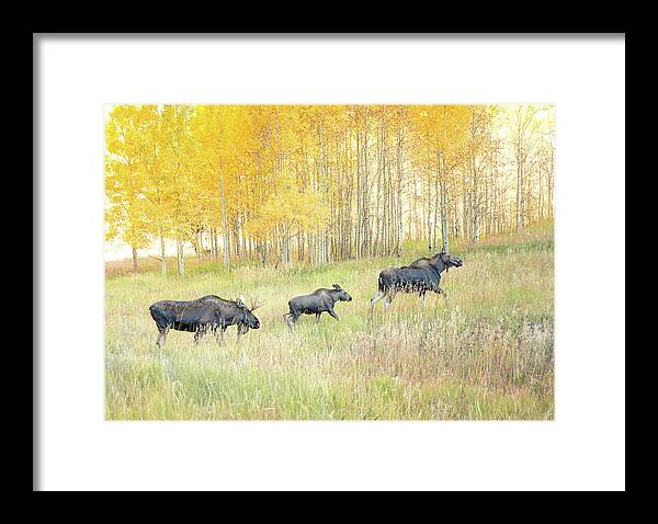 Moose Family In Autumn Aspen - Framed Print