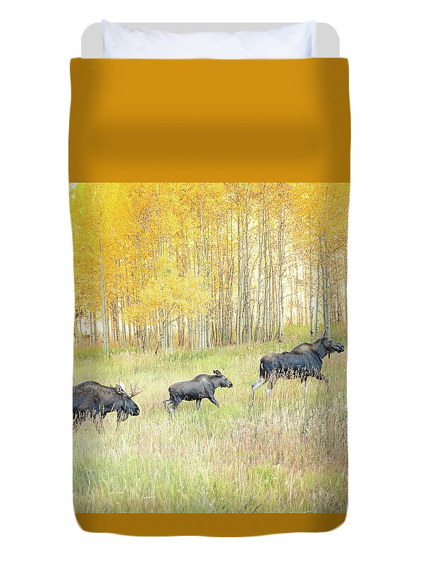 Moose Family In Autumn Aspen - Duvet Cover