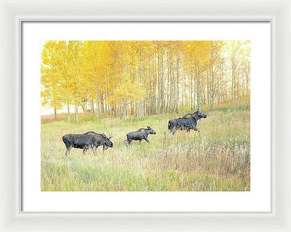 Moose Family In Autumn Aspen - Framed Print