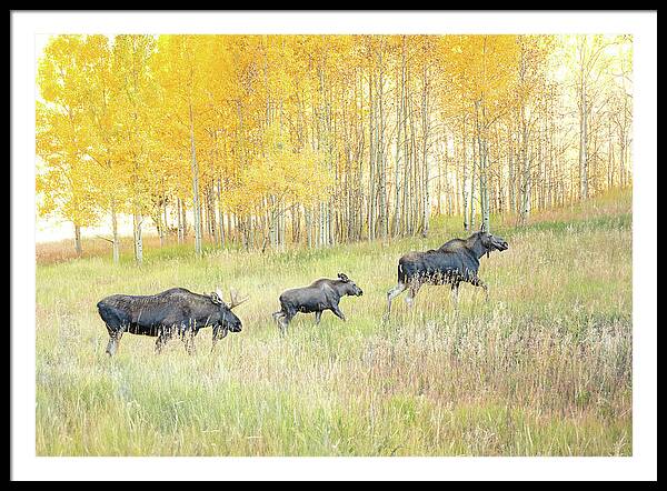 Moose Family In Autumn Aspen - Framed Print