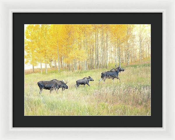 Moose Family In Autumn Aspen - Framed Print