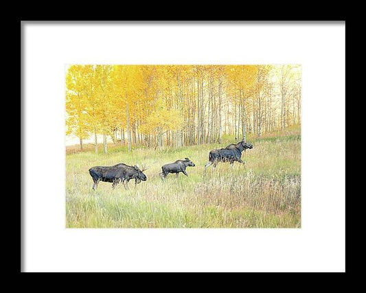 Moose Family In Autumn Aspen - Framed Print