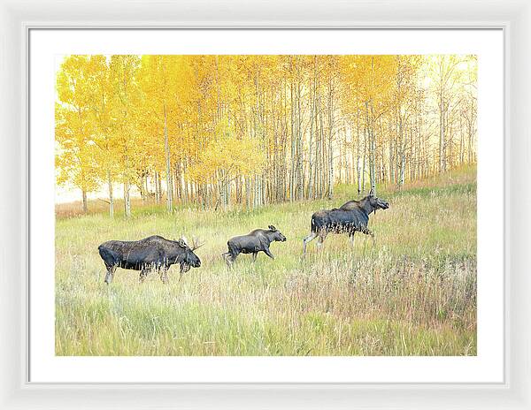 Moose Family In Autumn Aspen - Framed Print