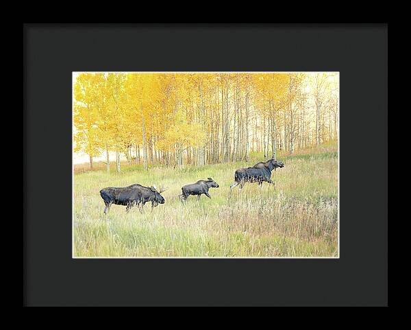 Moose Family In Autumn Aspen - Framed Print